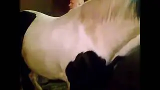 Horse Reiki session.