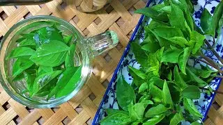 Making Herbal Tea - Collecting leaves in our garden - Thai basil tea - Organic Healthy tea.