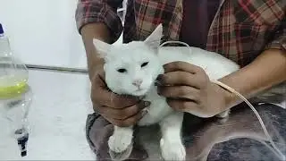 Emergency veterinary services in sylhet, Dr. Sofier, Sylhet,01521-425366,Cat disease, cat treatment