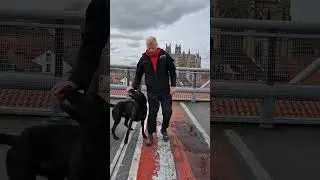 Loki the dutch x Mal up on the roof!