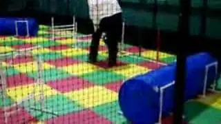 Cat agility