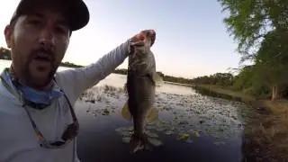 6.5lb Topwater Bass on the Booyah Baits Padcrasher