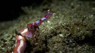 Nudibranch Trial 13 2019 09 22