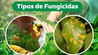 TIPOS DE FUNGICIDAS | (Bien explicados)