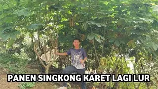 PANEN SINGKONG KARET LAGI LUR || BANK PAKAN KAMBING PERAH