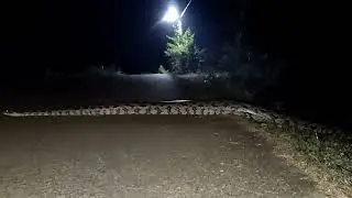 20 ft. AJGAR CROSSING ROAD#python #animals #anaconda
