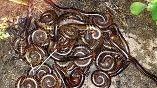 I hunted for a wild millipedes at night there were so many of them#millipede #frogs #insects #