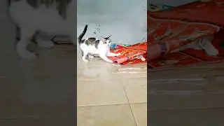 kucingku kaget part 12 #kucing #funnykittens #trendingshorts