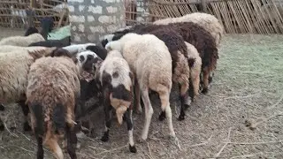 ت 13/7 زريبة غنم 16 نعجة بسعر بقرة اتفرج واحكم بنفسك البرديسي وجمالو متعة المشاهدة 01119110267