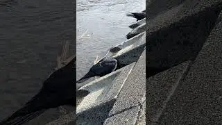 川のカラスを眺めていたい。【癒された】