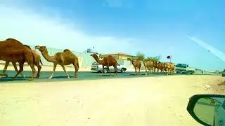 Camel Walking in the road
