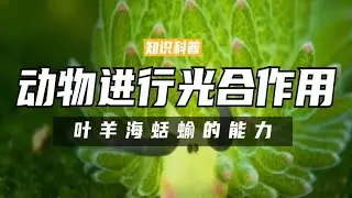 动物也能进行光合作用？叶羊海蛞蝓的变态能力，究竟是怎么回事