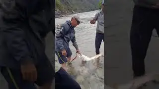 .mahseer pancheshwar #Hoshiyar singh