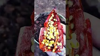 മുളക് വിത്ത് നടുന്നത് കണ്ടിട്ടുണ്ടോ?How to grow chilli plant from seeds🌶️chilliseed#short#subscribe