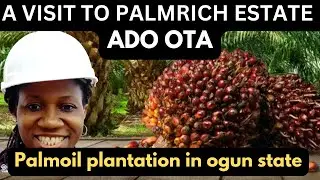 HOW TO START A PALM OIL BUSINESS || A VISIT TO PALMRICH ESTATE ADO OTA | PALMOIL PLANTATION #palmoil