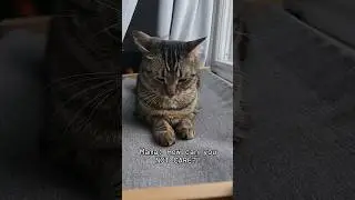 Phoenix does not care! #laugh #cat #honest #dontcare #phoenix
