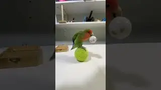 Bird Training:smart lovebird parrot l smart little cute parrot  #training#smartparrot#cute