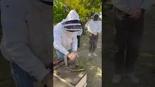 How To Use A Bee Smoker! 💨🐝 #shorts