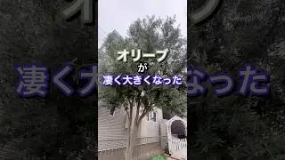 ここ何年かで大きくなったオリーブを自然樹形で小さく剪定#庭師のVlog #一級造園技能士