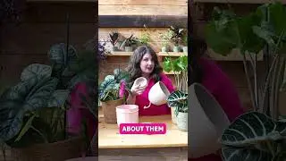 How to Use Self-Watering Pots Effectively