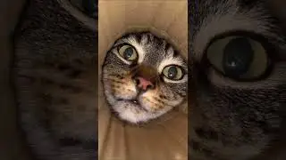 Viral Cat | Explore Content | #shorts #trending #viral #funny #comedy