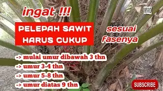 INGAT ! KELAPA SAWIT BUTUH PELEPAH YANG CUKUP DISETIAP FASENYA