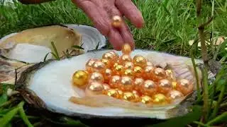These river clams are all very mature, no wonder the pearls are so shiny and slippery