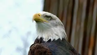 Eagle Free Background Video , Free footage , No Copyrights , Animations , Stock Footage