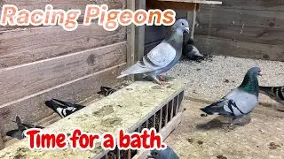 Купание спортивных голубей с солью во время брачного сезона