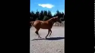 Calm Healthy Horses