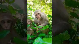 indian monkey breed #bandar #monkey #monkeyvideo