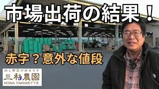 【市場出荷】ブロッコリーを初めて競りにかけたら驚きの結果に！お値段＆手順を全公開（2026.1.24）