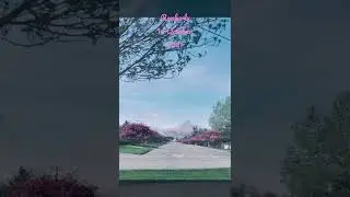 Pink road...