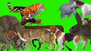 Animal stampede green screen! कार्टून फनी ग्रीन स्क्रीन वीडियो! Stampede animals 