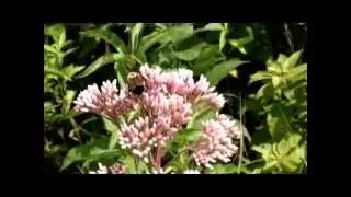 Rusty-Patched Bumblebee