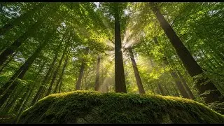 The Whispering Frontier: The Ancient Forest Stones