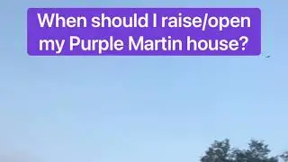 When should I raise/open my Purple Martin house?