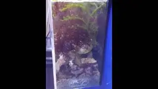 Refugium