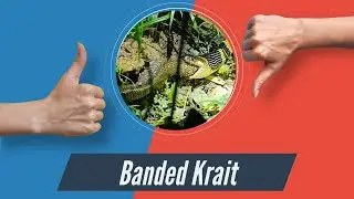 Banded krait eating another snake.