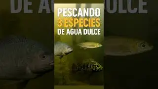 Pescando con ARP&Oacute;N 3 especies de los r&iacute;os de Cuba [tilapia, biajaca y trucha]
