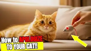 11 Steps to Apologize to Your Cat (In Their Own Language)
