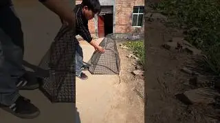 Domestic Ducks and Chickens in a Wire Enclosure on a Farm🐔🐓🦢