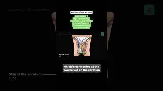 Anatomy of the scrotum📝 App: Easy Anatomy #anatomy #nursing #premed #nclex #usmle #medicine