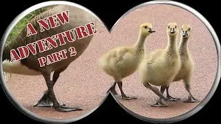 Bird Watching Adventure: Looking for Bird Nest and Bird Chicks. Part 2