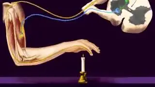 Central Nervous System, Reflex Arc