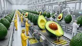 Inside the Avocado Oil Factory: From Farm to Bottle (Full Process)