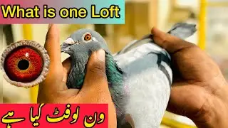 What is One Loft Racing Pigeons in Pakistan
