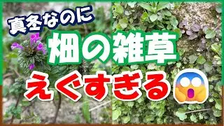 真冬の畑でも雑草は止まらない！畑ごとに勢いを比べてみた