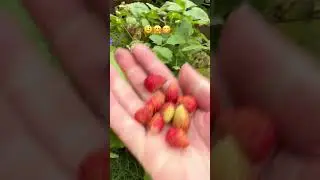 #ягоди  #осінь #україна #життя #uk #berry #garden