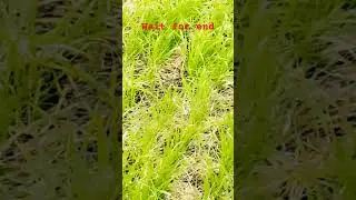 hunting dog unique point Quail! 2024#shorts